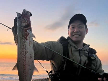 今日もサゴシ！