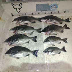 ボートチヌジギング