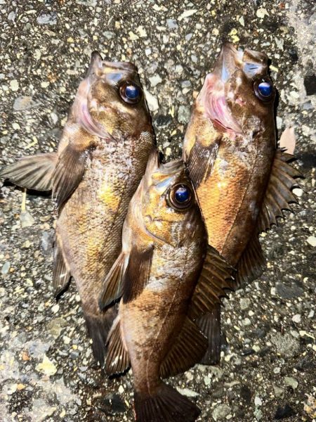 強風の中のメバリング