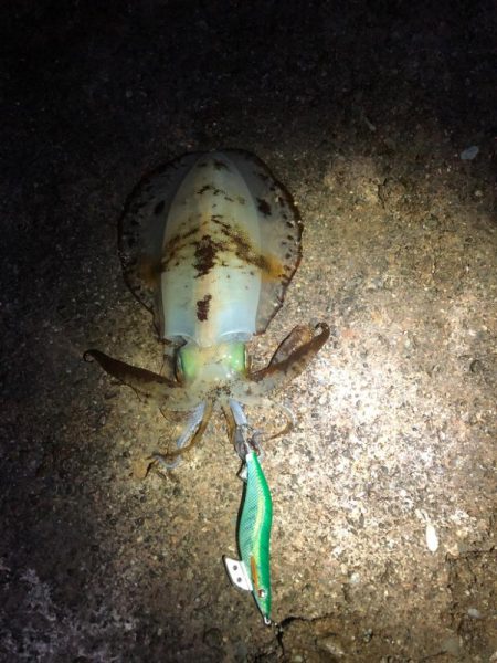 【田辺〜みなべエリア】2月のアオリイカ