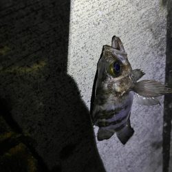 メバリング　釣れました