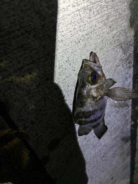 メバリング　釣れました