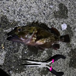 ガシリング アタリ多いです