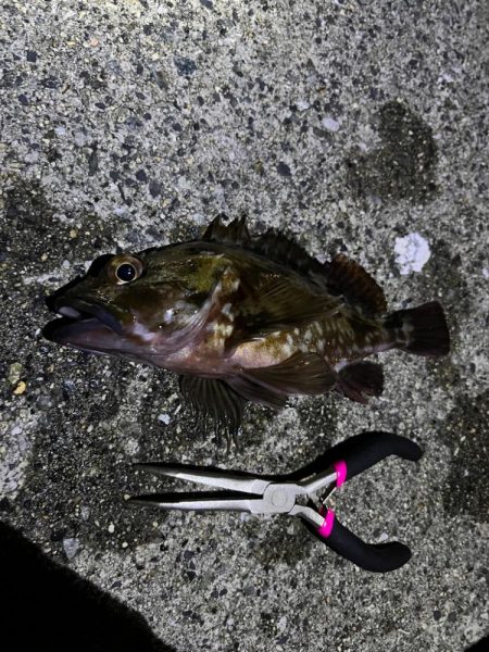 ガシリング アタリ多いです