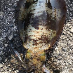 2024年エギングスタート!! 水温低い中なんとか1杯