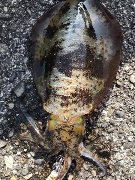 2024年エギングスタート！！　水温低い中…