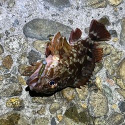 メバルは無反応！ガシラはまだ元気！！