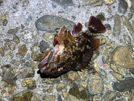 メバルは無反応！ガシラはまだ元気！！