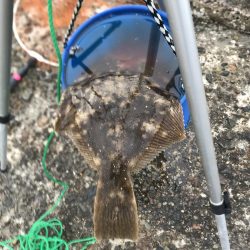 カレイ開幕3発!