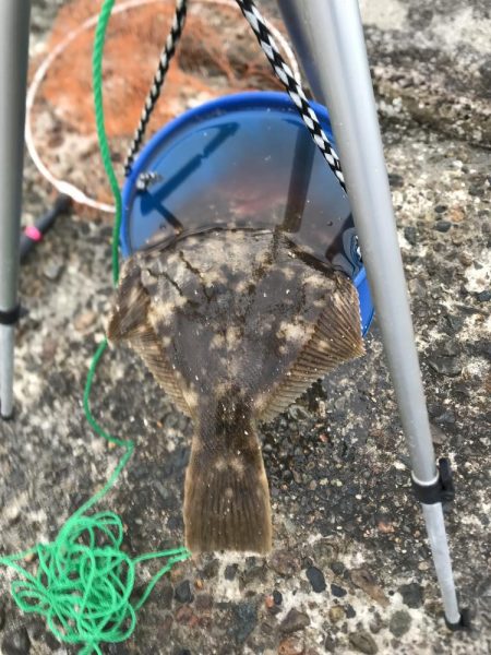 カレイ開幕3発!