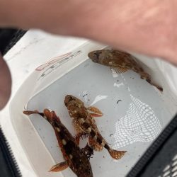 危ないけど美しい