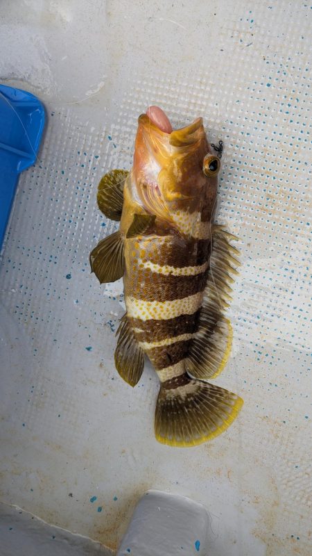 色々釣れました