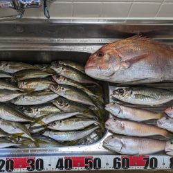 さすがに釣れすぎ