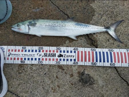 まさかのサワラ