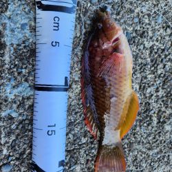 久しぶりの投稿