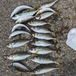 ギガアジを狙って