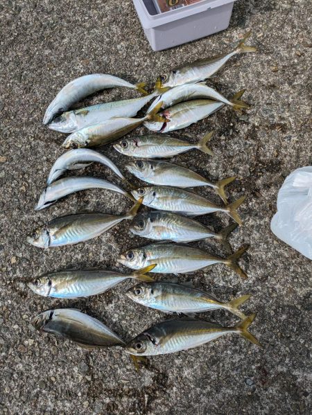 ギガアジを狙って