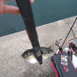 雑賀崎アジング