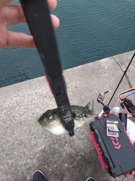 雑賀崎アジング