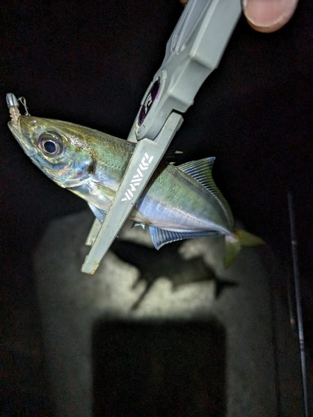 陸っぱり釣行記