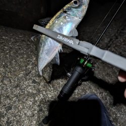 陸っぱり釣行記ジグ単