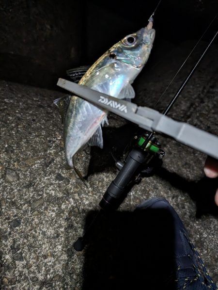 陸っぱり釣行記ジグ単