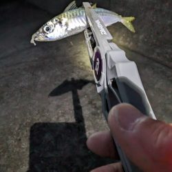 陸っぱり釣行記