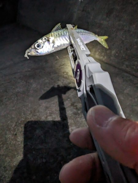 陸っぱり釣行記