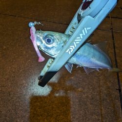 陸っぱり釣行記