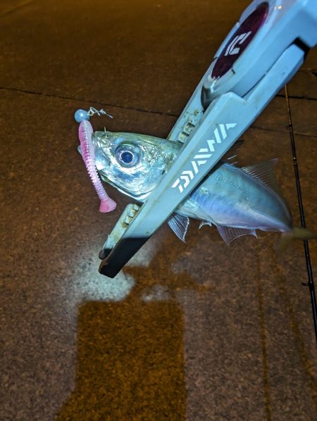 陸っぱり釣行記