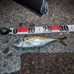 陸っぱり釣行記