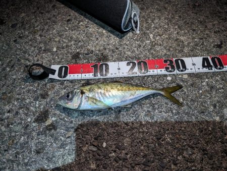 陸っぱり釣行記