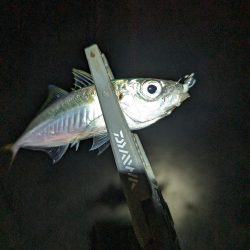 陸っぱり釣行記