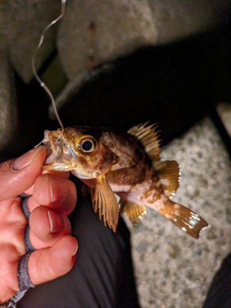 風おさまって…