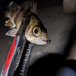 かぼちゃ島メバル🐟