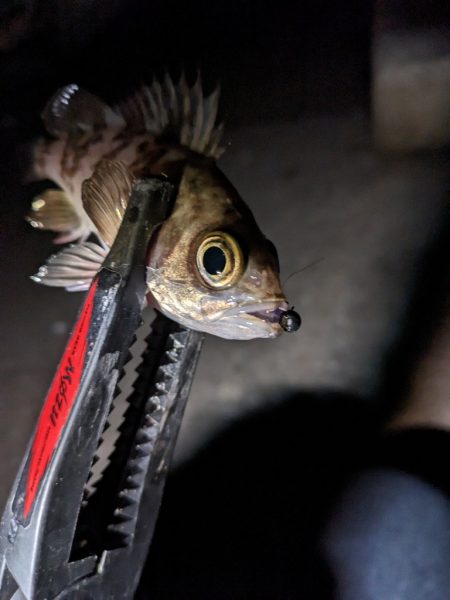 かぼちゃ島メバル🐟