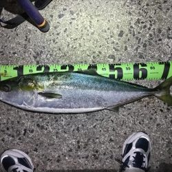 今年初の鰤！釣れました!