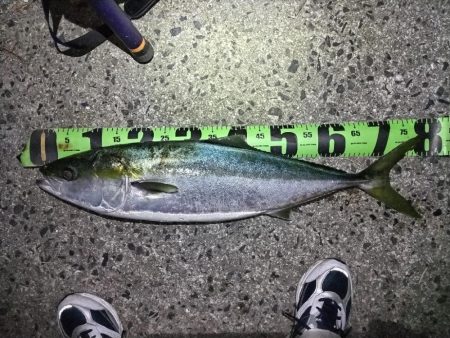 今年初の鰤！釣れました!