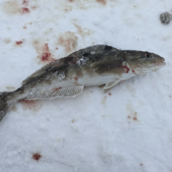 北海道積丹古平漁港でホッケ!!