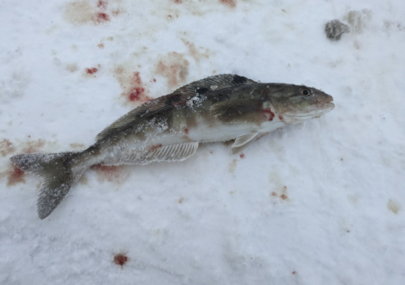 北海道積丹古平漁港でホッケ!!