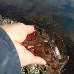 ファーストフィッシュはガシラ