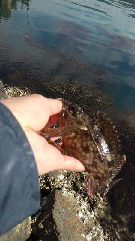 ファーストフィッシュはガシラ