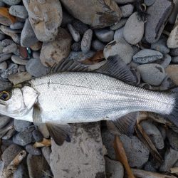 なんとかヒラスズキ!