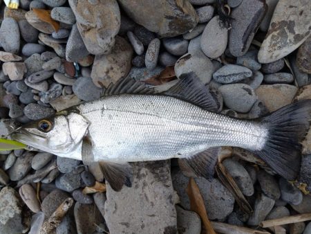 なんとかヒラスズキ!