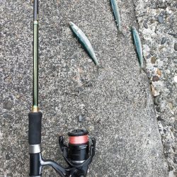 カタボシイワシの群れに水鳥が…