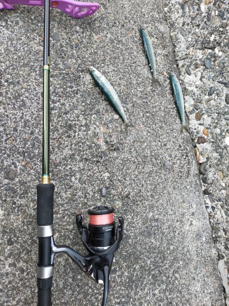 カタボシイワシの群れに水鳥が…