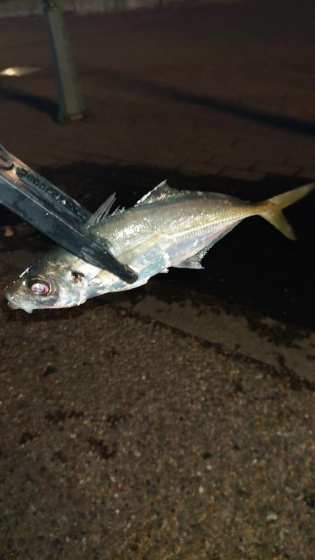 かなり久しぶりにやりましてん！