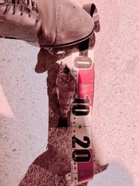 クーのぼっち釣行記!