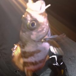 明石港東外港西防波堤灯台