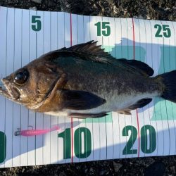 メバル（おと）